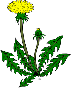 Gerald-G-KU-taraxacum-officinale